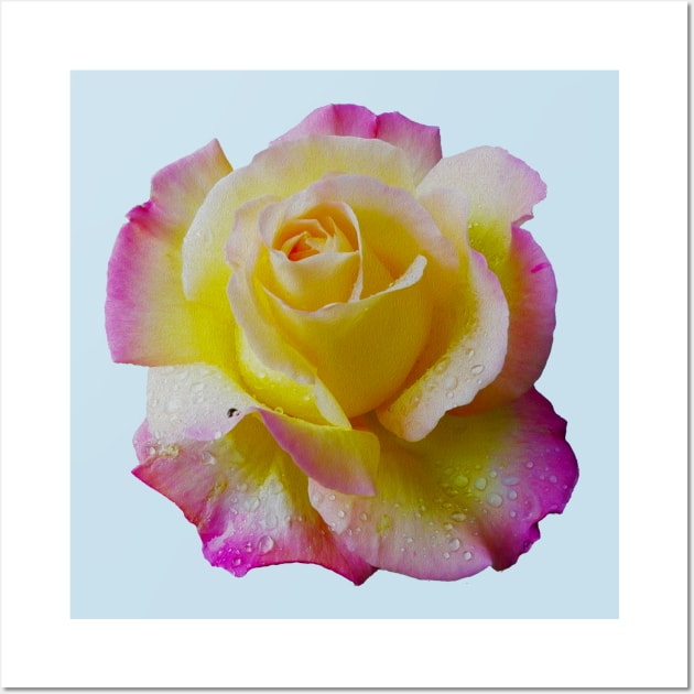 Pretty Yellow and Pink Rose Wall Art by Clarescreations.uk